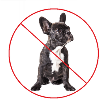 Znak zakaz wyprowadzania psów na Folii Samoprzylepnej (823-166)